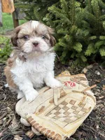 Atticus, a male Shih Tzu for sale in Middlebury, IN – Photo 2 of 4