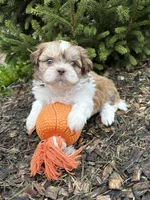 Atticus, a male Shih Tzu for sale in Middlebury, IN – Photo 3 of 4