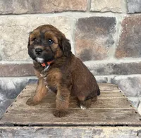 Mae, a female Whoodle for sale in Middlebury, IN – 3 of 4