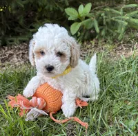 Arlo, a male Havapoo for sale in Middlebury, IN – 4 of 5
