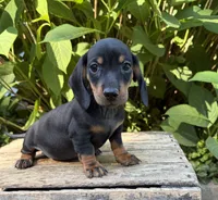 Reily , a male Dachshund for sale in Middlebury, IN – 5 of 5