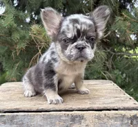 Kingston, a male French Bulldog for sale in Middlebury, IN – 3 of 4