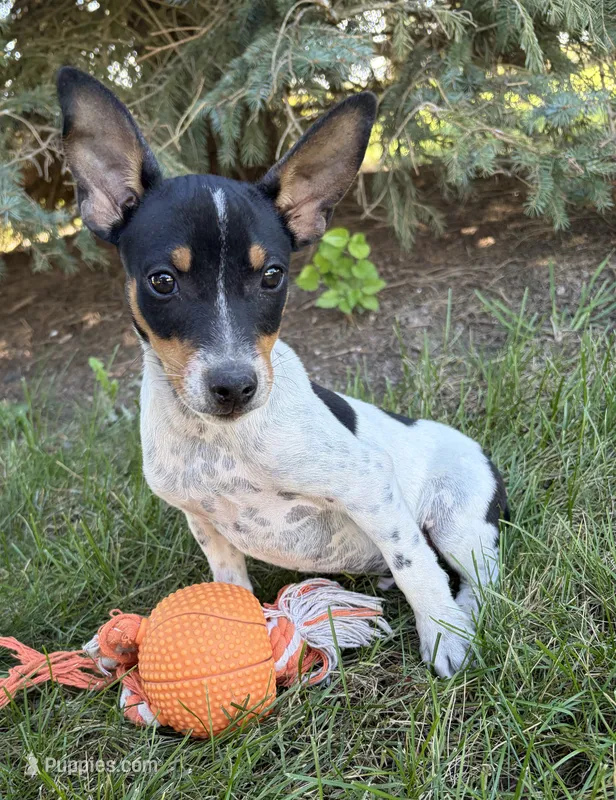 Romeo – Rat Terrier puppy for sale in Middlebury, IN