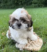 Jinx, a male Shih Tzu for sale in Middlebury, IN – 2 of 4