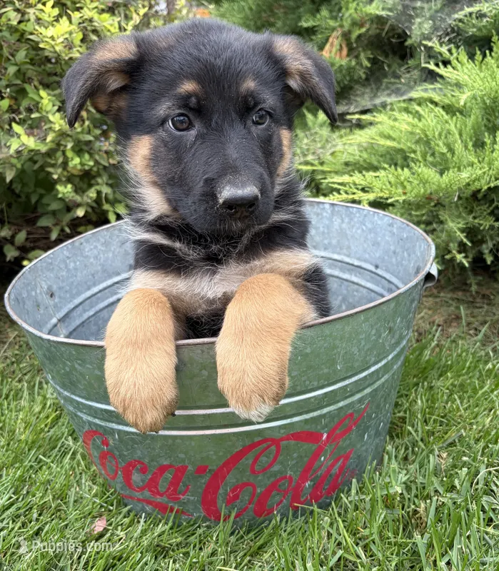 Darcy – German Shepherd Dog puppy for sale in Middlebury, IN