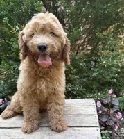 Brooke , a female Miniature Goldendoodle for sale in Middlebury, IN – 2 of 4