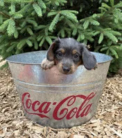 Opal, a female Dachshund for sale in Middlebury, IN – 2 of 4