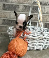 Duncan, a male French Bulldog for sale in Middlebury, IN – 2 of 4
