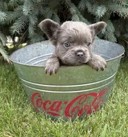 Darcy fluffy, a female French Bulldog for sale in Middlebury, IN – 5 of 5
