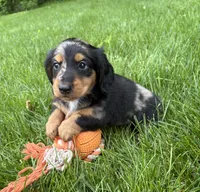 Remington, a male Dachshund for sale in Middlebury, IN – 2 of 5