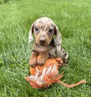 Hilda, a female Dachshund for sale in Middlebury, IN – 3 of 5