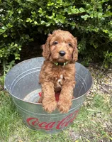 Ace, a male Miniature Goldendoodle for sale in Middlebury, IN – 2 of 4