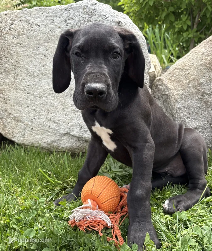 Teddy – Great Dane puppy for sale in Middlebury, IN
