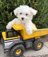 Enzo, a male Maltese for sale in Middlebury, IN – 2 of 5