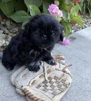 Knox, a male Shih Tzu for sale in Middlebury, IN – 5 of 5