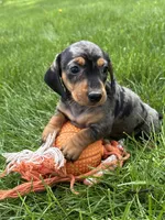 Harper, a female Dachshund for sale in Middlebury, IN – 4 of 4