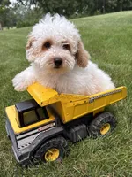 Arlo, a male Havapoo for sale in Middlebury, IN – 1 of 4