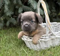 Dakota fluffy, a female French Bulldog for sale in Middlebury, IN – 3 of 4