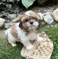 Clover, a female Shih Tzu for sale in Middlebury, IN – 5 of 5