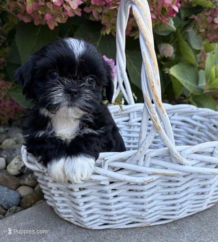 Kiki – Shih Tzu puppy for sale in Middlebury, IN