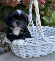 Kiki, a female Shih Tzu for sale in Middlebury, IN – 1 of 4