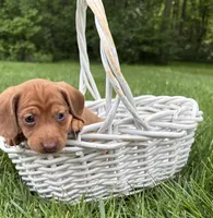 Raine, a female Dachshund for sale in Middlebury, IN – 5 of 6
