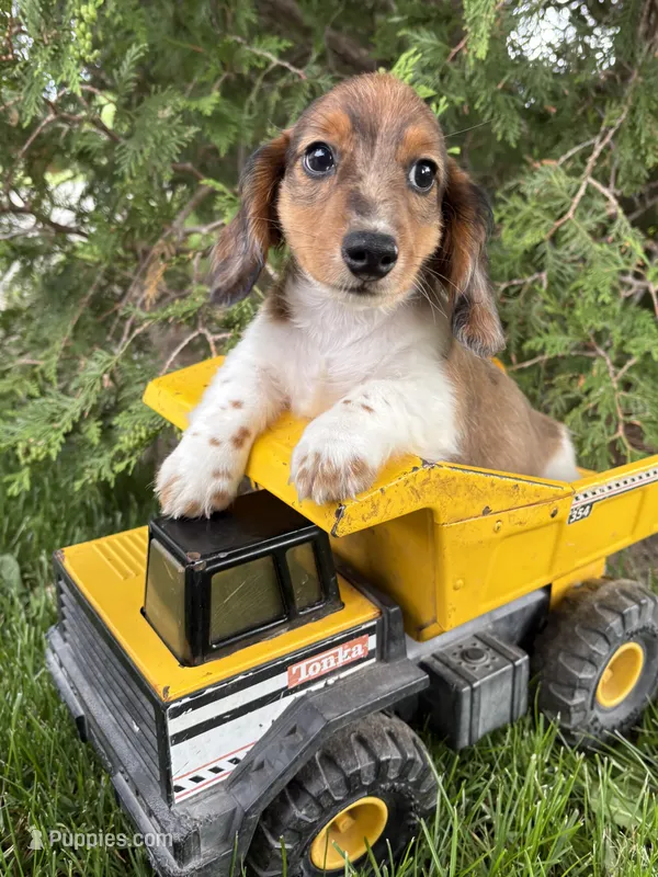 Wallen – Miniature Dachshund puppy for sale in Middlebury, IN