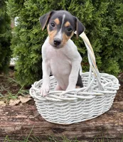 Samson, a male Jack Russell Terrier and Rat Terrier for sale in Middlebury, IN – 2 of 4