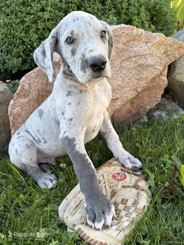 Emmett – Great Dane puppy for sale in Middlebury, IN
