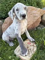 Emmett, a male Great Dane for sale in Middlebury, IN – 1 of 4