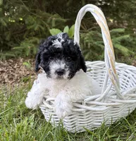 Ava, a female Havapoo for sale in Middlebury, IN – 3 of 4