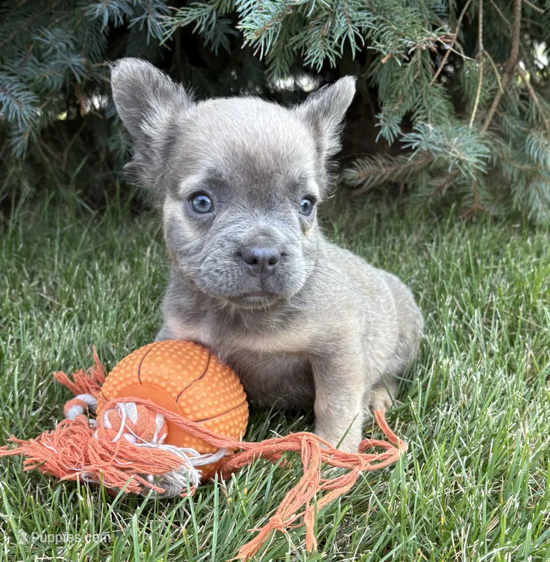 Daisy fluffy – French Bulldog puppy for sale in Middlebury, IN