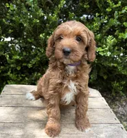 Allie, a female Miniature Goldendoodle for sale in Middlebury, IN – 3 of 4