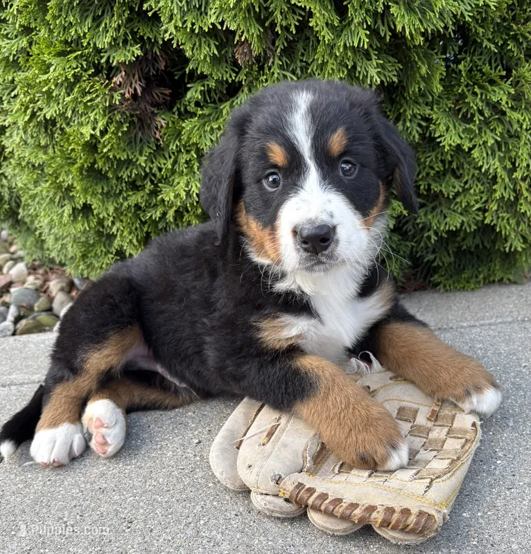 Benson – Bernese Mountain Dog puppy for sale in Middlebury, IN