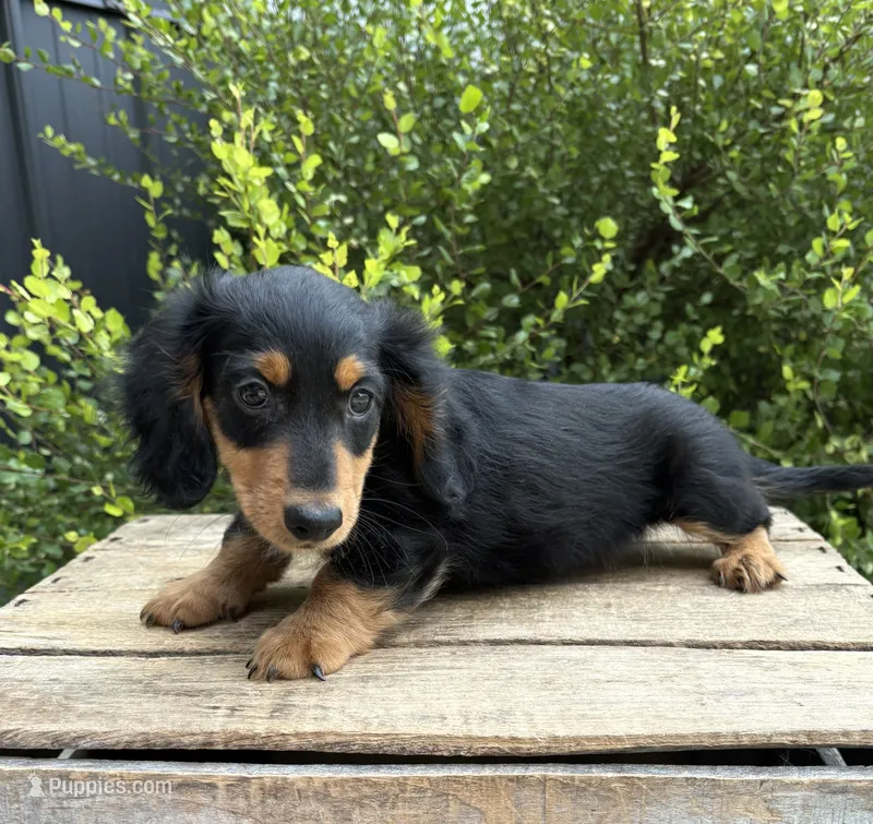 Quinn  – Miniature Dachshund puppy for sale in Middlebury, IN
