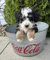 Ace, a male Miniature Bernedoodle for sale in Middlebury, IN – 3 of 3