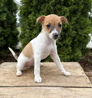 Stella, a female Jack Russell Terrier and Rat Terrier for sale in Middlebury, IN – 4 of 4
