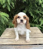 Stella, a female Cavalier King Charles Spaniel for sale in Middlebury, IN – 2 of 4