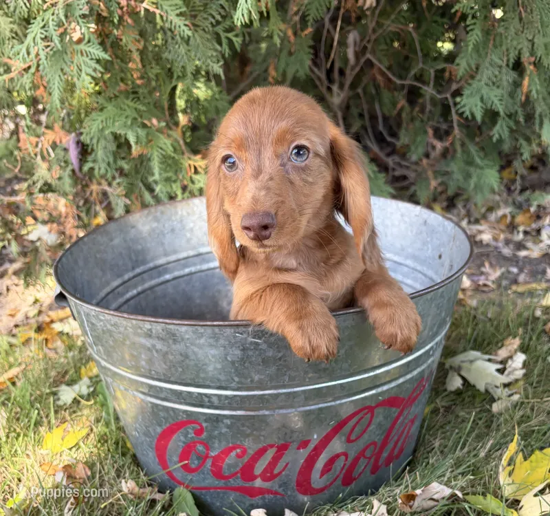 Bowie – Miniature Dachshund puppy for sale in Middlebury, IN