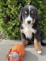 Bentley, a male Bernese Mountain Dog for sale in Middlebury, IN – 4 of 4