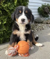 Belle, a female Bernese Mountain Dog for sale in Middlebury, IN – 3 of 4