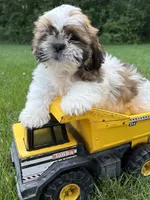 Jinx, a male Shih Tzu for sale in Middlebury, IN – 3 of 4