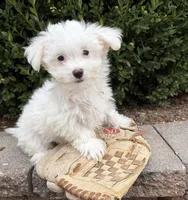 Enzo, a male Maltese for sale in Middlebury, IN – 3 of 5