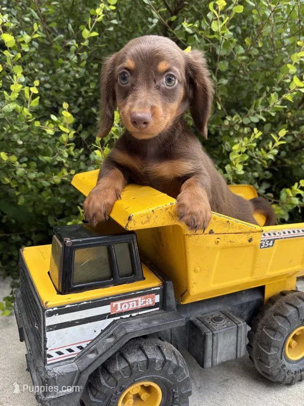 Leo – Miniature Dachshund puppy for sale in Middlebury, IN