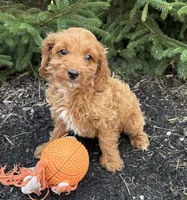 Romeo, a male Cavapoo for sale in Middlebury, IN – 4 of 4