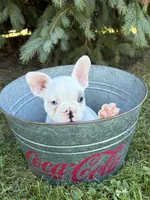 Louie, a male French Bulldog for sale in Middlebury, IN – 4 of 5