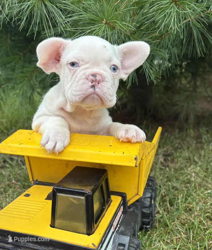 Dallas  – French Bulldog puppy for sale in Middlebury, IN