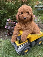 Benson, a male Miniature Goldendoodle for sale in Middlebury, IN – 2 of 4