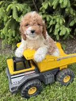 Tux, a male Cavapoo for sale in Middlebury, IN – 3 of 4