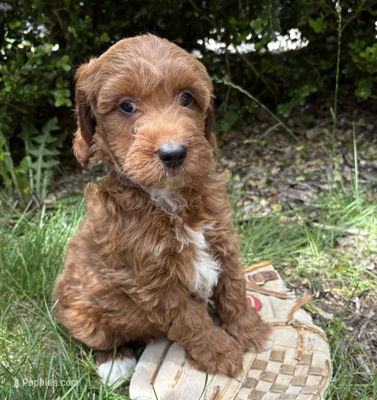 Allie – Miniature Goldendoodle puppy for sale in Middlebury, IN